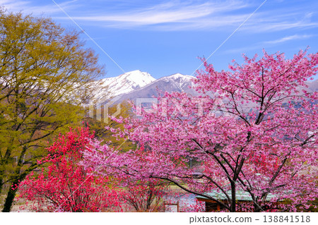 Spring blue sky and vibrant pink cherry blossoms Spring blue sky and vibrant pink cherry blossoms 138841518