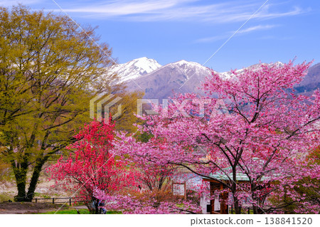 Kawazu cherry blossoms herald the arrival of spring, and the snow-capped Tanigawa Mountain. 138841520
