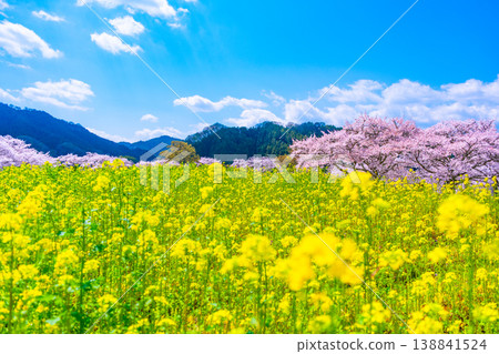 石舞台古墓的櫻花和油菜花 石舞台古墓的櫻花和油菜花 138841524