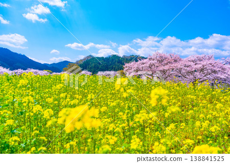 石舞台古墓的櫻花和油菜花 石舞台古墓的櫻花和油菜花 138841525