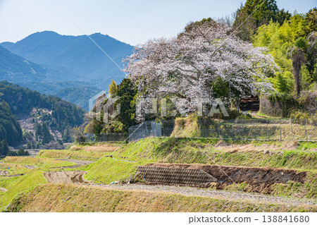 Terraced rice fields in Ogi, Otsu City, Shiga Prefecture Terraced rice fields in Ogi, Otsu City, Shiga Prefecture 138841680
