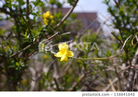 Yellow flowers blooming along the road 138841848