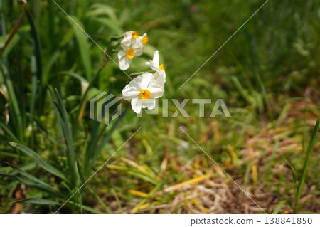 Daffodils blooming in the field Daffodils blooming in the field 138841850