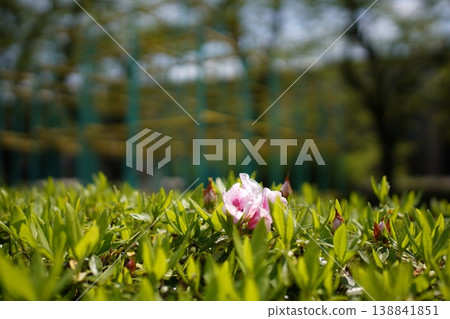 Azalea which began to bloom Azalea which began to bloom 138841851