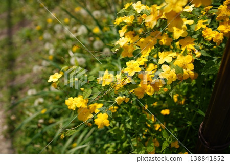Japanese kerria in full bloom and dandelion fluff Japanese kerria in full bloom and dandelion fluff 138841852