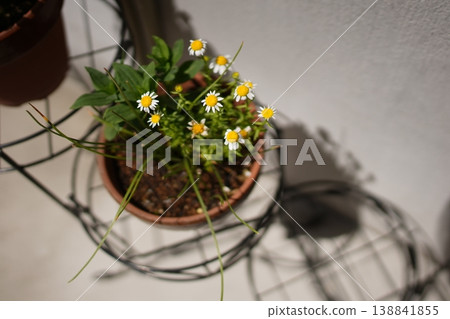 黃菊 138841855