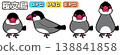 Vector illustrations of Java sparrows (side view, front view, sleeping, alert/interested) 138841858