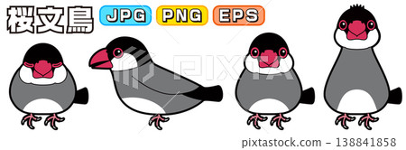 爪哇麻雀的向量插圖（側面視圖、正面視圖、睡眠狀態、警覺/感興趣狀態） 138841858