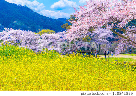 石舞台古墓的櫻花和油菜花 138841859