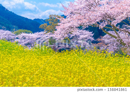 石舞台古墓的櫻花和油菜花 138841861