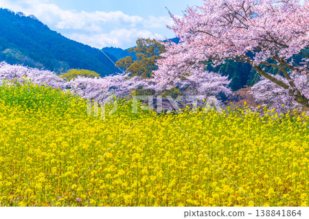 石舞台古墓的櫻花和油菜花 138841864