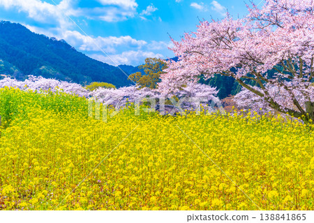 石舞台古墓的櫻花和油菜花 138841865