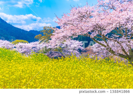 石舞台古墓的櫻花和油菜花 138841866