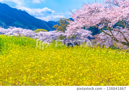 Cherry blossoms and rape blossoms at Ishibutai Tomb Cherry blossoms and rape blossoms at Ishibutai Tomb 138841867