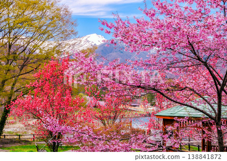 春天,諏訪峽谷百花盛開 春天,諏訪峽谷百花盛開 138841872