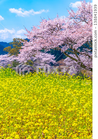 Cherry blossoms and rape blossoms at Ishibutai Tomb 138841939