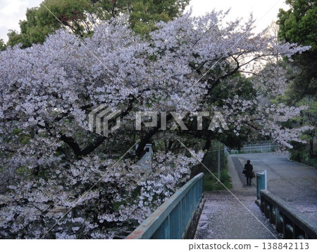 Scenery with cherry blossoms Scenery with cherry blossoms 138842113