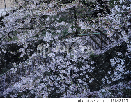 Scenery with cherry blossoms Scenery with cherry blossoms 138842115