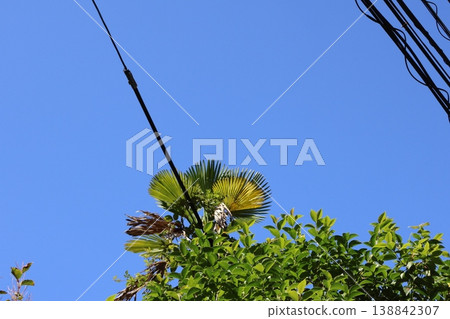 都市神經系統:錯綜複雜的電力線網路:電力線密集、資訊量龐大的地區。 都市神經系統:錯綜複雜的電力線網路:電力線密集、資訊量龐大的地區。 138842307