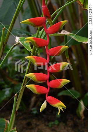 原產於中美洲和南美洲的喙狀赫蕉（Heliconia rostratus）是一種美麗的花卉，其花序下垂，由紅色和黃色的苞片組成。 138842344