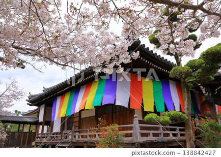 Obitoke-ji Temple and cherry blossoms in full bloom Obitoke-ji Temple and cherry blossoms in full bloom 138842427