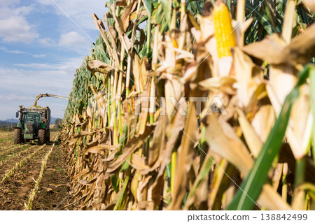 Ripe corn growing in the field Ripe corn growing in the field 138842499