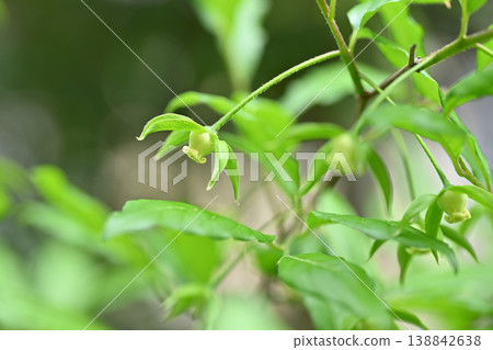 柿子花 柿子花 138842638