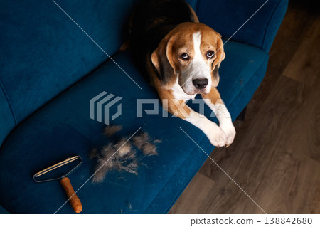 Beagle lying on blue sofa with shed fur and grooming roller, looking at camera. Beagle lying on blue sofa with shed fur and grooming roller, looking at camera. 138842680
