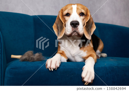 Beagle resting on a blue sofa next to a pile of shed fur and grooming brush, looking at camera. Beagle resting on a blue sofa next to a pile of shed fur and grooming brush, looking at camera. 138842694