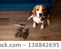 Beagle sitting on wooden floor near pile of shed fur and grooming tool, looking up.  138842695