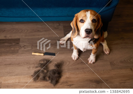 Beagle sitting on wooden floor near pile of shed fur and grooming tool, looking up. Beagle sitting on wooden floor near pile of shed fur and grooming tool, looking up. 138842695