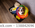 Top view of beagle in suitcase wearing colorful swim ring with travel items 138842696