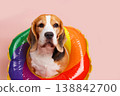 Beagle dog in a colorful inflatable swim ring on a pastel pink background, looking at the camera.  138842700