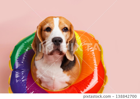 Beagle dog in a colorful inflatable swim ring on a pastel pink background, looking at the camera.  138842700