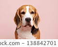 Beagle portrait on pastel pink background looking at camera.  138842701
