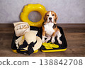 A beagle dog sits in a suitcase with things and a floating inflatable circle for a summer vacation at sea.  138842708