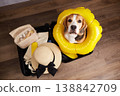A Beagle sits in a suitcase with belongings and a floating ring, preparing for a summer vacation at the seaside.  138842709