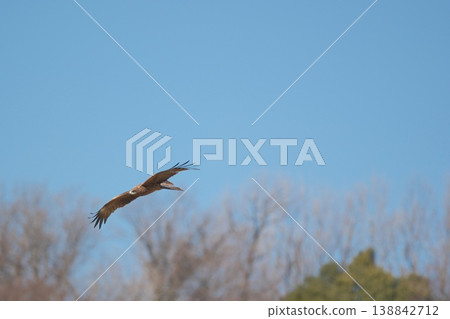 A kite flying against the backdrop of a winter-bare forest. A kite flying against the backdrop of a winter-bare forest. 138842712