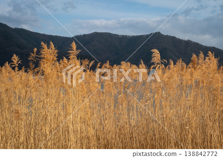 Dry yellow golden plant reeds grass weed 138842772