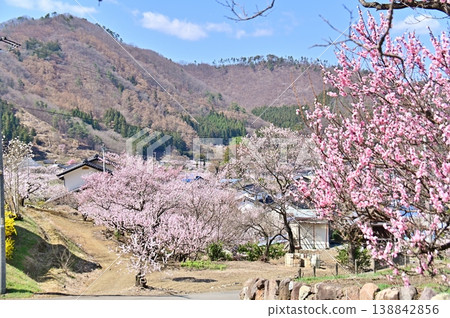 森林地區的春天景色,百花盛開。 森林地區的春天景色,百花盛開。 138842856