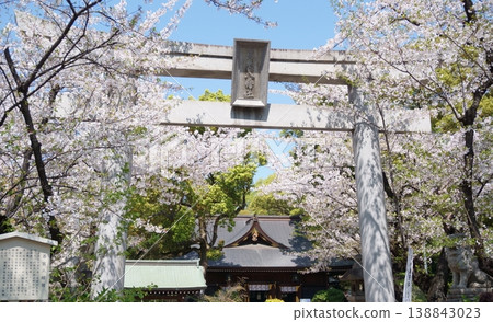 The first torii gate of Wakamiya Hachiman Shrine, where cherry blossoms are in bloom. The first torii gate of Wakamiya Hachiman Shrine, where cherry blossoms are in bloom. 138843023