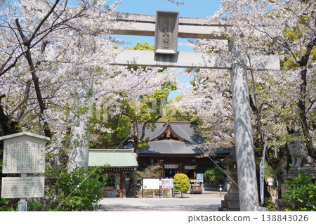 Wakamiya Hachiman Shrine in spring when the cherry blossoms are in bloom 138843026
