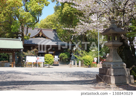 若宮八幡神社正殿和淨身泉,櫻花盛開。 若宮八幡神社正殿和淨身泉,櫻花盛開。 138843029