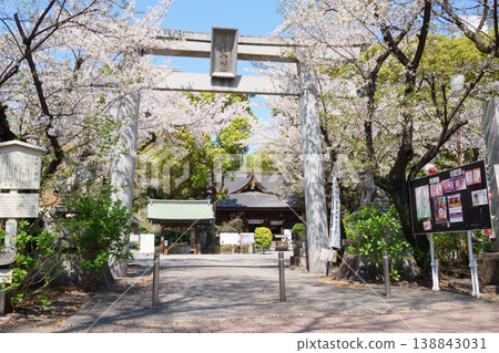The first torii gate of Wakamiya Hachiman Shrine, where cherry blossoms are in bloom. The first torii gate of Wakamiya Hachiman Shrine, where cherry blossoms are in bloom. 138843031