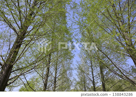 Metasequoia trees in spring (Komaki City, Aichi Prefecture - Shimin Shiki no Mori Park) 138843286