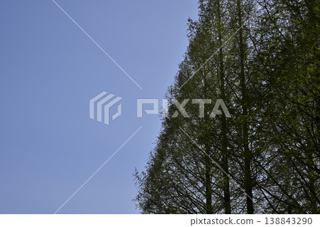 Metasequoia trees in spring (Komaki City, Aichi Prefecture - Shimin Shiki no Mori Park) 138843290