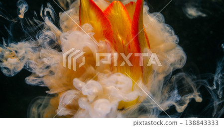 Color flower explosion. Mix paint fluid. Defocused white smoke yellow red plant tulip nature on abstract art dark black background. 138843333
