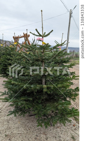 Fieldgrown spruce along gravel path with distant rural poles 138843338