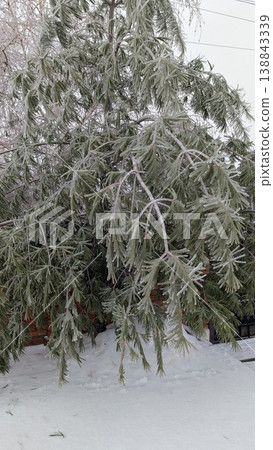 Icecoated pine clusters reveal delicate winter textures 138843339