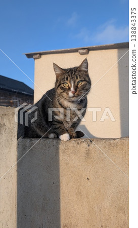 Gray striped cat observes neighborhood calmly under blue sky Gray striped cat observes neighborhood calmly under blue sky 138843375